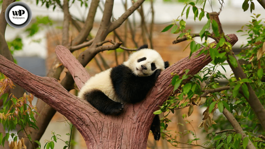 4K Panda Wallpaper: The Ultimate Guide to Cute, Calm, and Captivating Visuals for Every Screen 11 7 59