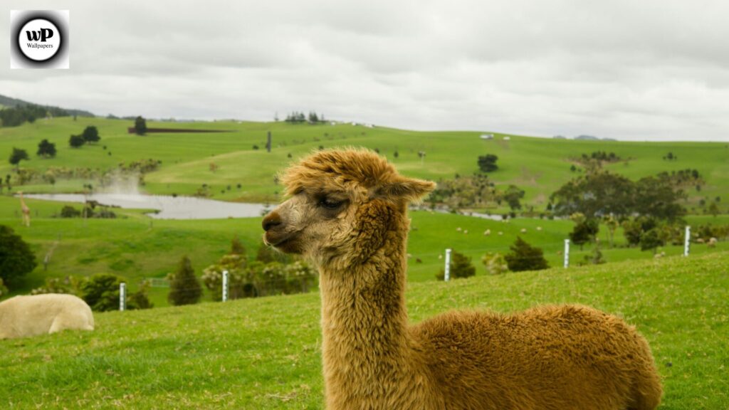 Alpaca Wallpaper: The Ultimate Guide to Aesthetic & Cozy Designs 9 7 7