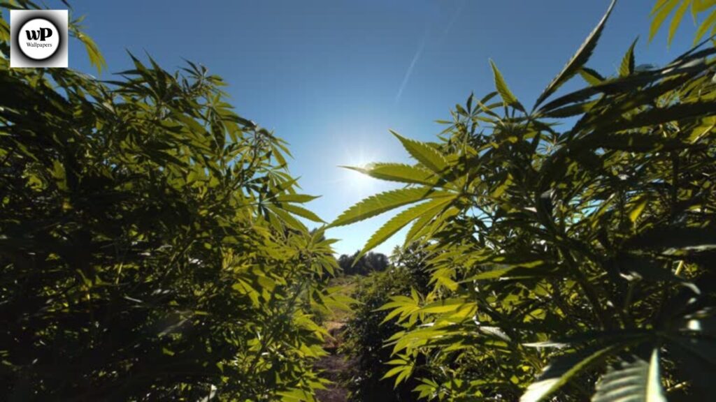 Wallpaper Marijuanas: Modern Aesthetic Backgrounds for Every Device 10 8 2