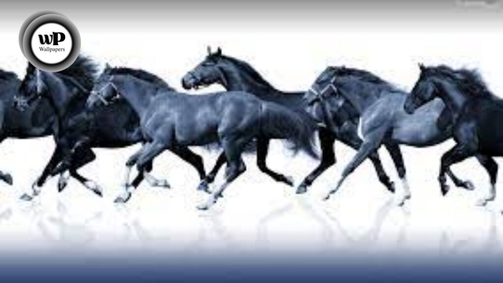 Horse Beautiful Wallpaper: The Definitive Guide 3 8 21