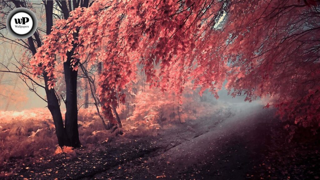 Purple Autumn Wallpaper: Embrace the Magic of Violet Leaves & Fall Vibes 8 8 33