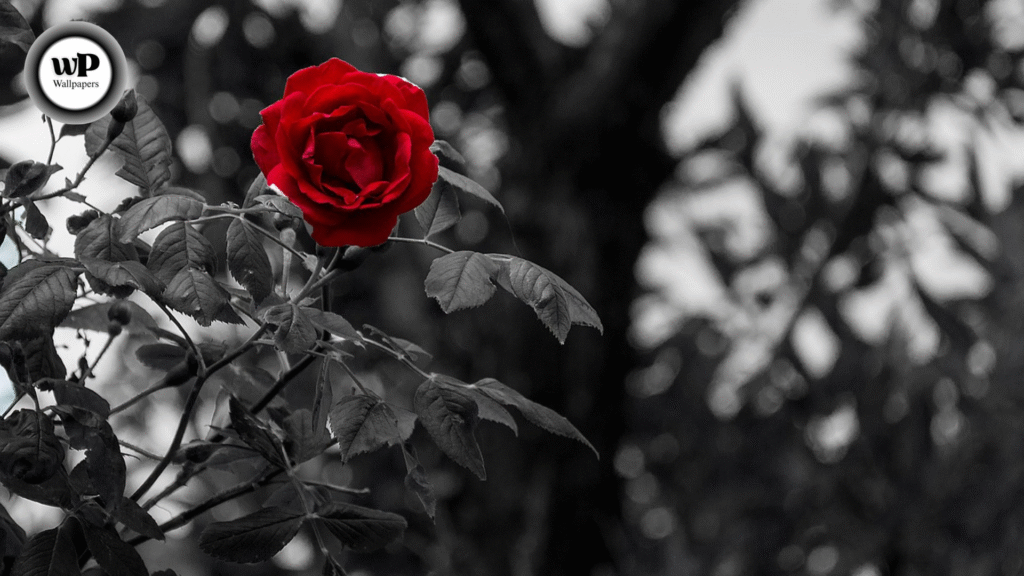 HD Wallpaper Roses The Ultimate Guide to Beautiful Rose Wallpapers in High Definition 8 8 4