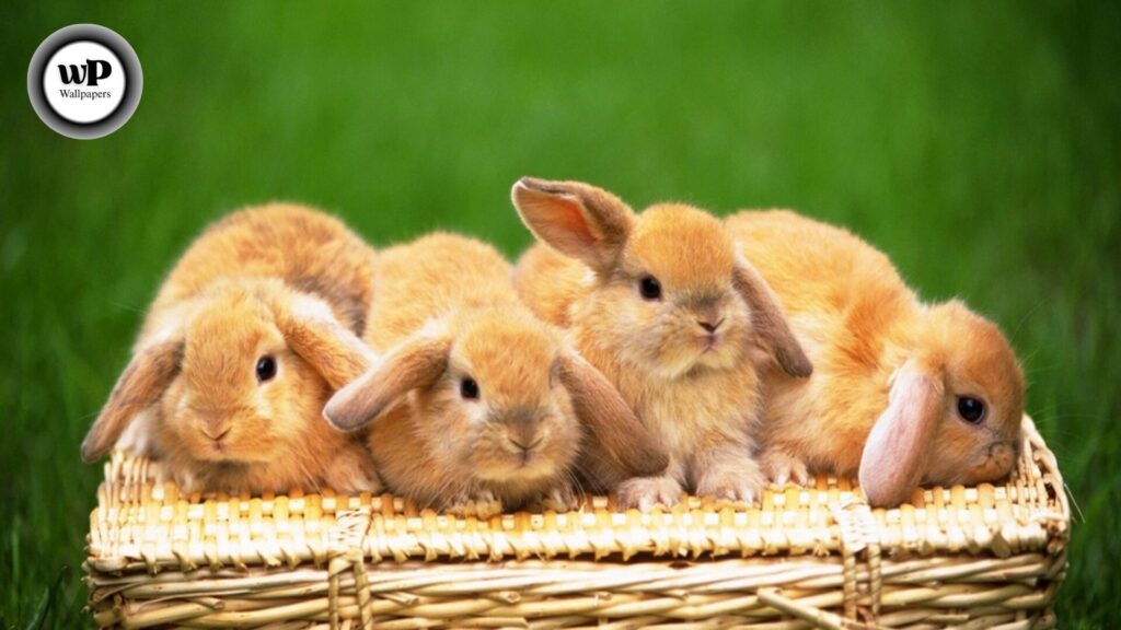 Rabbit Desktop Wallpaper The Complete 2025 Guide to Cute, Aesthetic, and HD Bunny Backgrounds 4 8 43