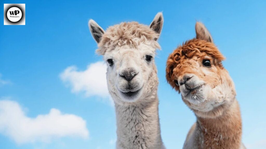 Alpaca Wallpaper: The Ultimate Guide to Aesthetic & Cozy Designs 10 8 7
