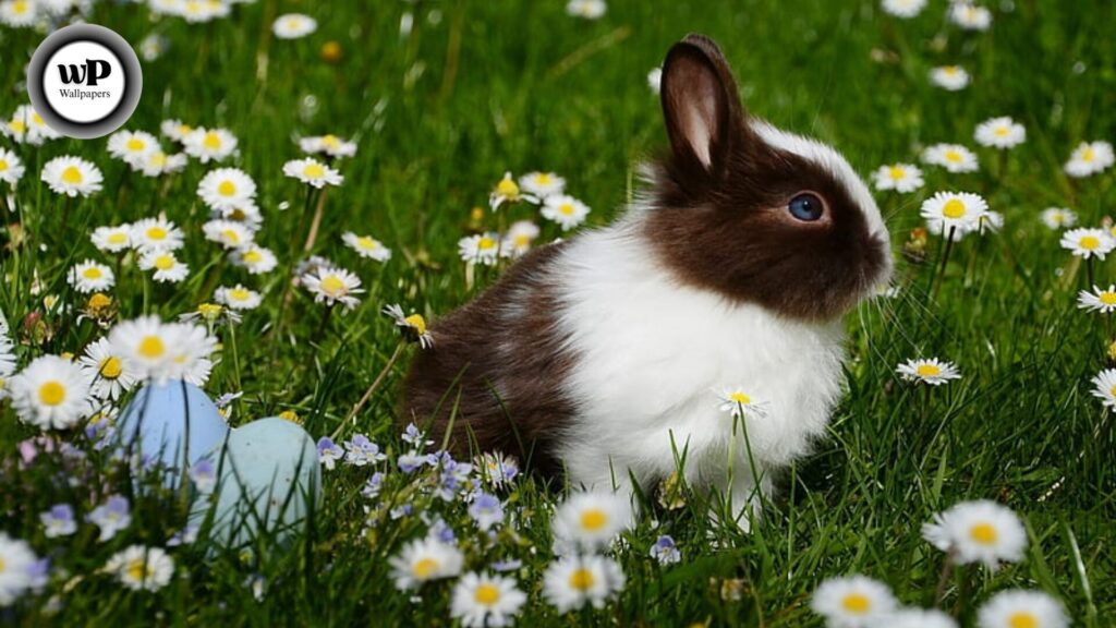 Rabbit Desktop Wallpaper The Complete 2025 Guide to Cute, Aesthetic, and HD Bunny Backgrounds 5 9 1 1