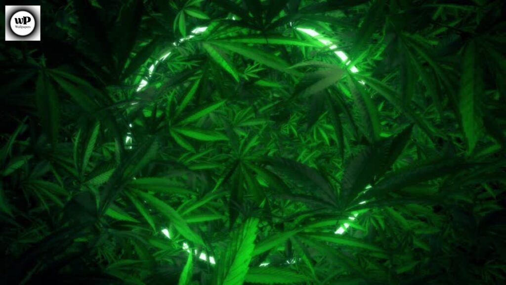 Wallpaper Marijuanas: Modern Aesthetic Backgrounds for Every Device 11 9 2