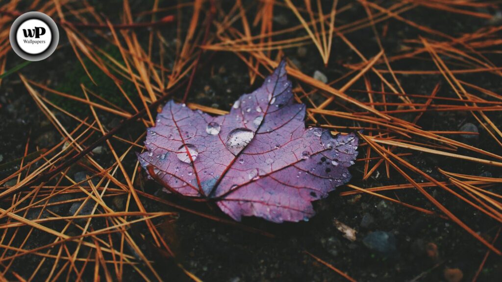 Purple Autumn Wallpaper: Embrace the Magic of Violet Leaves & Fall Vibes 9 9 32