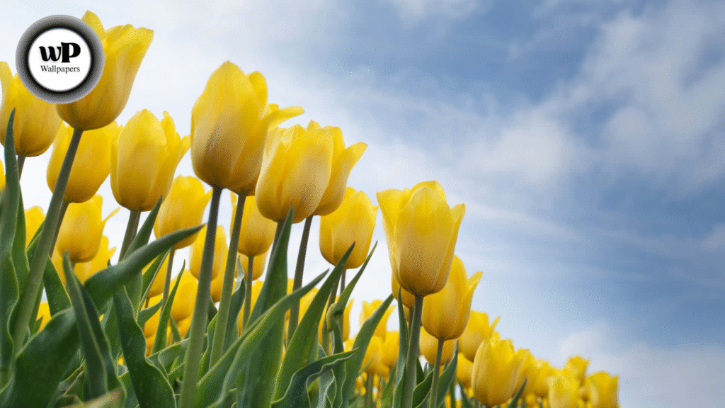 Tulips Wallpaper for Desktop: Bring Floral Elegance to Your Screen 12 9 7