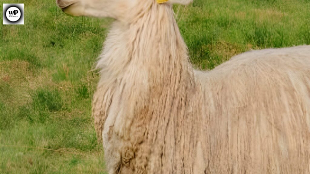 Alpaca Wallpaper: The Ultimate Guide to Aesthetic & Cozy Designs 11 9 8